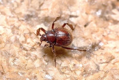 Réf. 279 553 : Sternocoelis hispanus